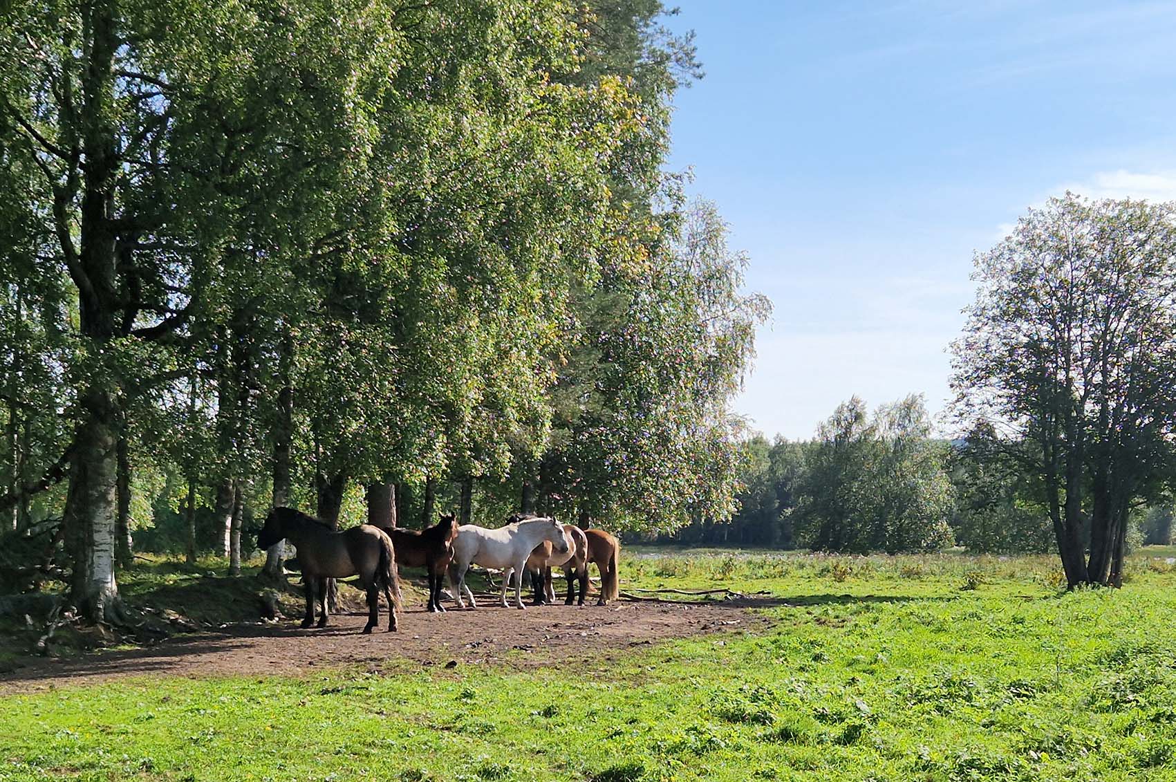 En av vyerna vid Andholmen.