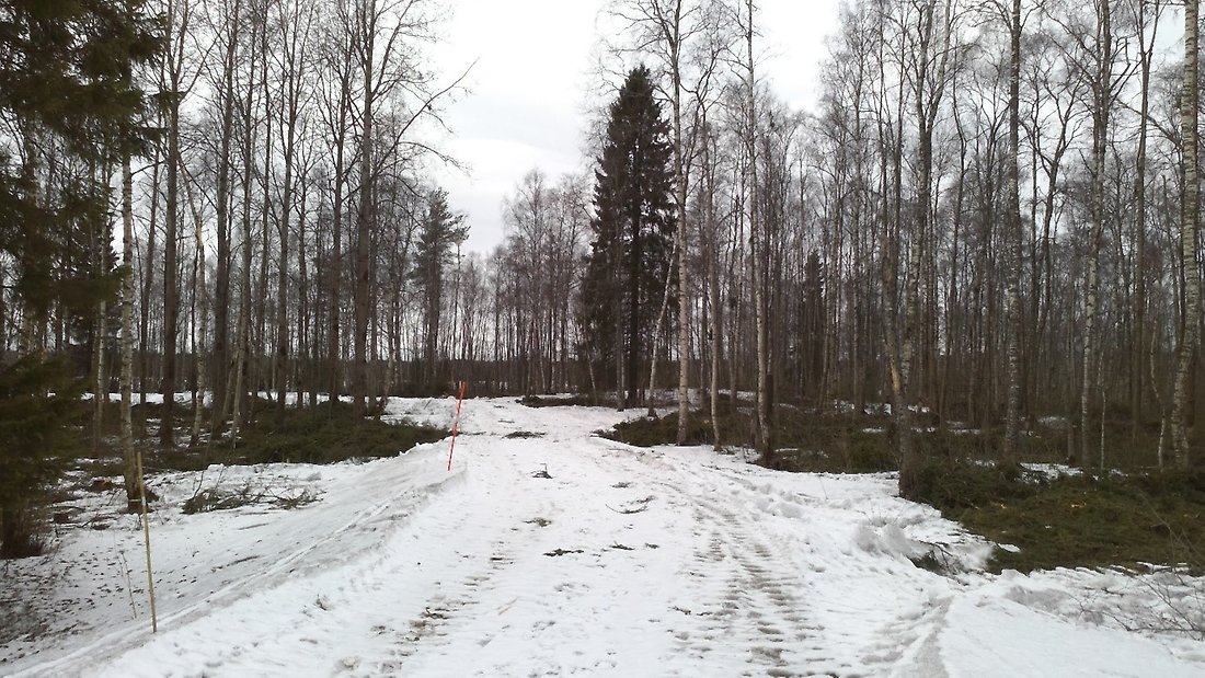 Skogsområde efter åtgärder där lövskogen dominerar